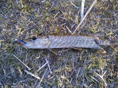 Northern Pike