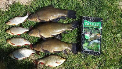 Tench