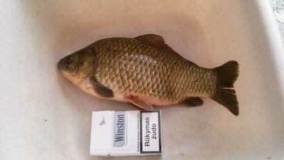Prussian carp