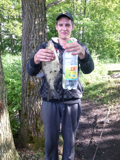 Carp bream