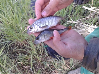 Eurasian perch