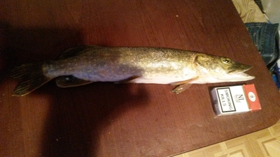 Northern Pike