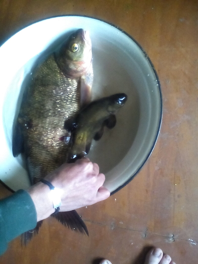 Carp bream
