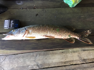 Northern Pike