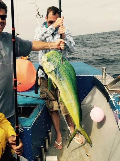 Mahi-mahi