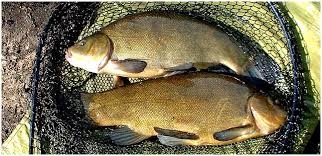 Tench