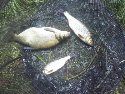 Carp bream