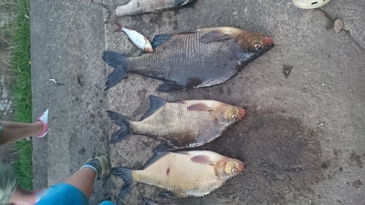 Carp bream
