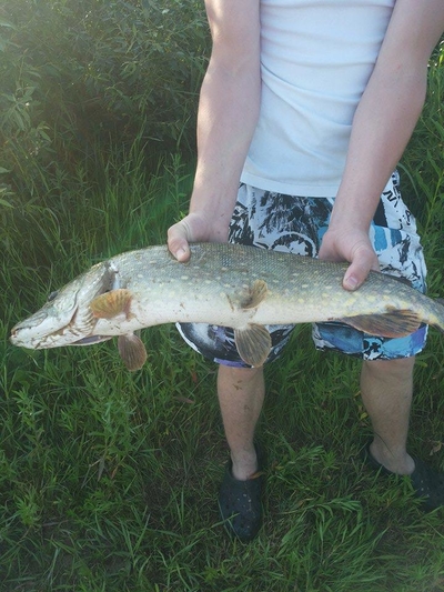 Northern Pike