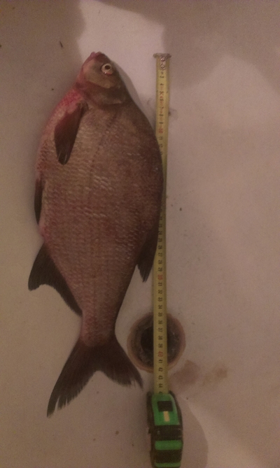Carp bream