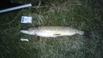 Northern Pike