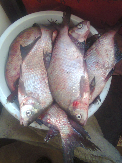 Carp bream
