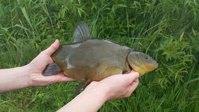 Tench