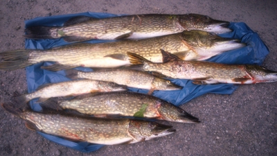 Northern Pike