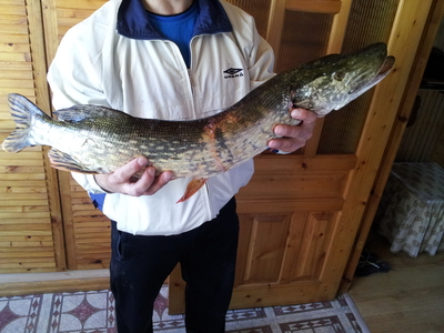 Northern Pike
