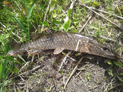 Northern Pike