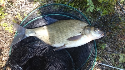 Carp bream