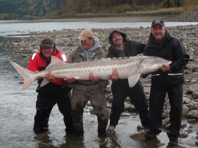 White sturgeon