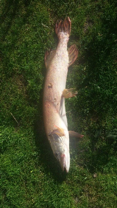 Northern Pike