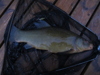 Tench