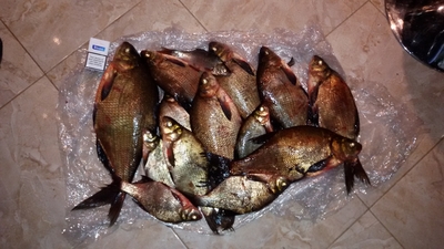 Carp bream