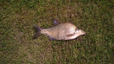 Carp bream