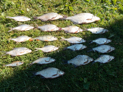 Silver Bream