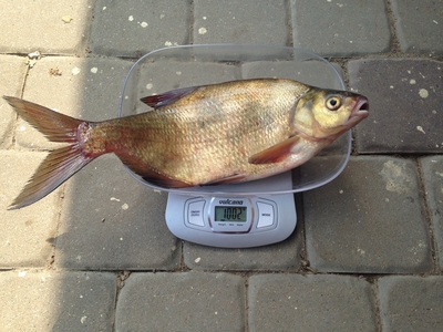 Carp bream