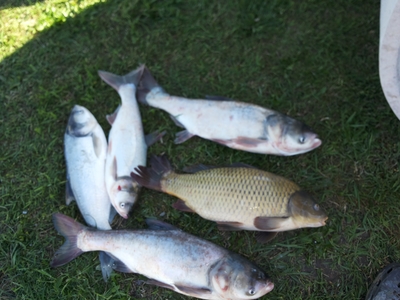 Silver carp