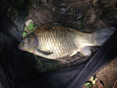 Prussian carp