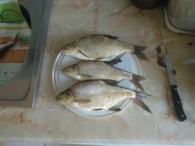 Carp bream