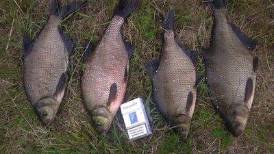 Carp bream