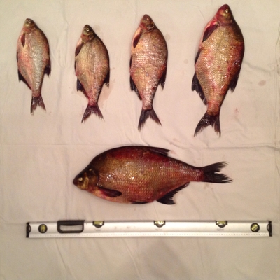Carp bream