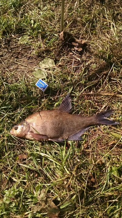 Carp bream