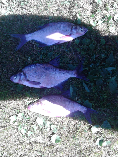 Carp bream