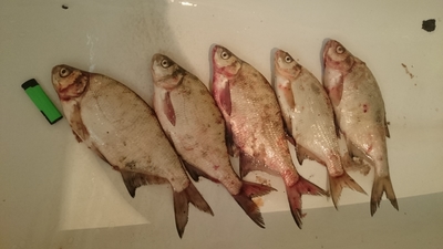 Carp bream