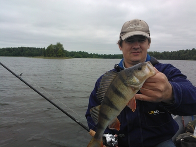 Eurasian perch