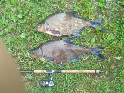 Carp bream