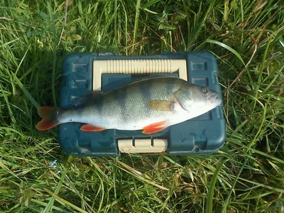 Eurasian perch