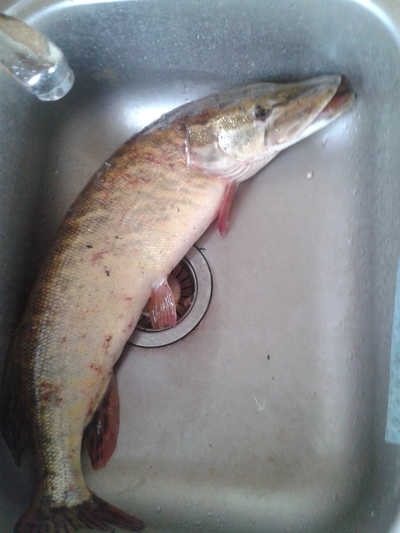 Northern Pike