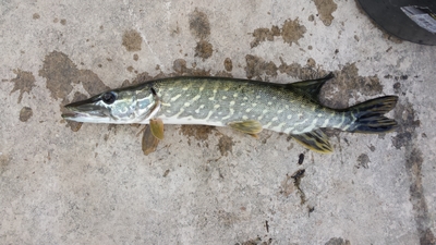 Northern Pike