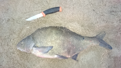 Carp bream