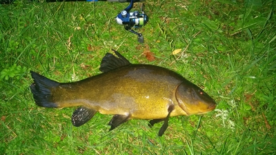 Tench