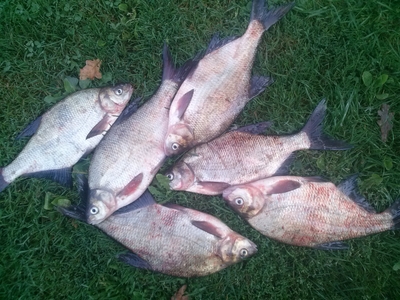 Carp bream