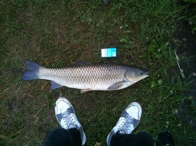 Grass carp