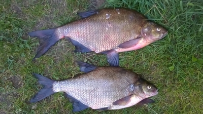 Carp bream