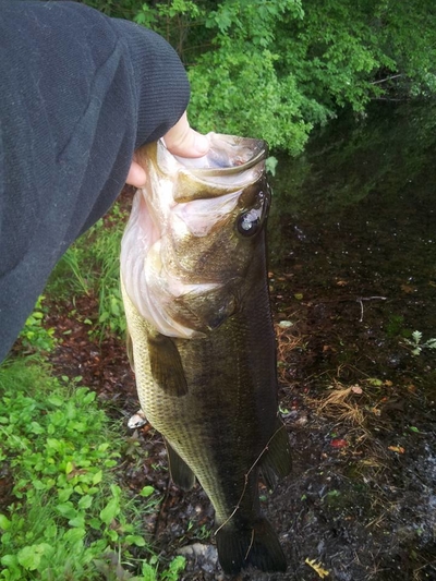 Largemouth Bass
