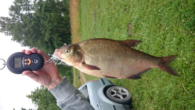 Carp bream