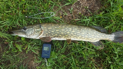 Northern Pike
