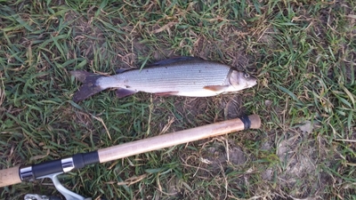 Grayling